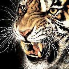 Схема вышивки «тигр»