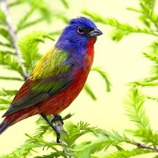 Схема вышивки «ПТИЧКА»