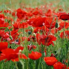 Схема вышивки «МАКИ»