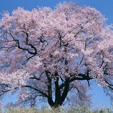 Схема вышивки «САКУРА»