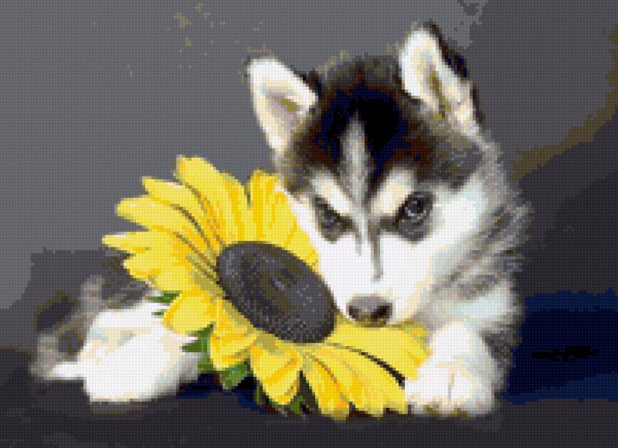 Хаски - хаски, собака, щенок - предпросмотр