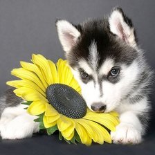 Схема вышивки «Хаски»