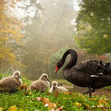 Схема вышивки «ЧЕРНЫЙ ЛЕБЕДЬ»