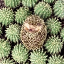 Схема вышивки «обманчивая природа»