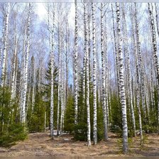 Схема вышивки «РОЩА»