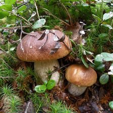 Схема вышивки «Грибочки»