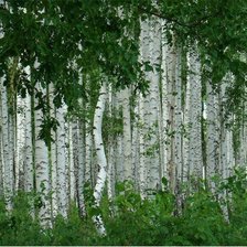 Схема вышивки «БЕРЕЗЫ»