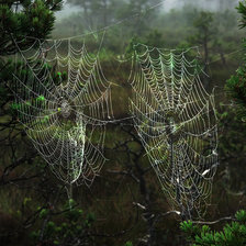 Схема вышивки «nature»