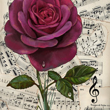 Схема вышивки «роза»