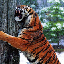 Схема вышивки «тигр»