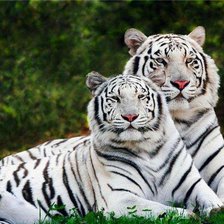 Схема вышивки «тигры»