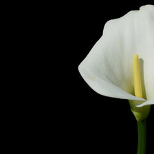 Схема вышивки «Калла»