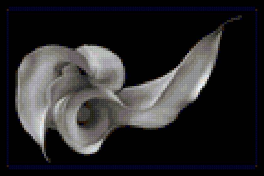 Калла 2 - черный фон, калла, цветы - предпросмотр