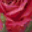 Предпросмотр схемы вышивки «РОЗЫ» (№147990)