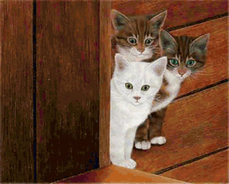 Ку-ку! - кошка, животные, кот - предпросмотр