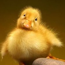 Схема вышивки «Желтая радость»