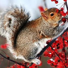 Схема вышивки «Белочка и рябина»