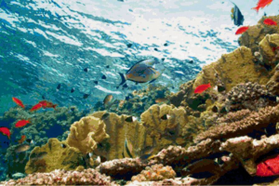 красное море - рыбы, вода, море - предпросмотр