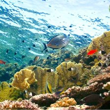 Схема вышивки «красное море»