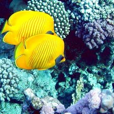 Схема вышивки «красное море»