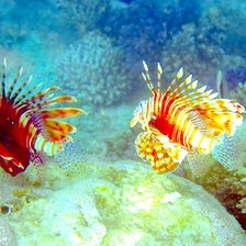 Схема вышивки «красное море»