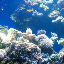 Схема вышивки «кораллы»