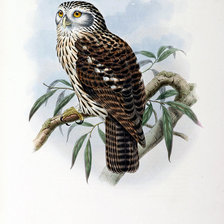 Схема вышивки «birds»