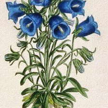 Схема вышивки «Колокольчики»