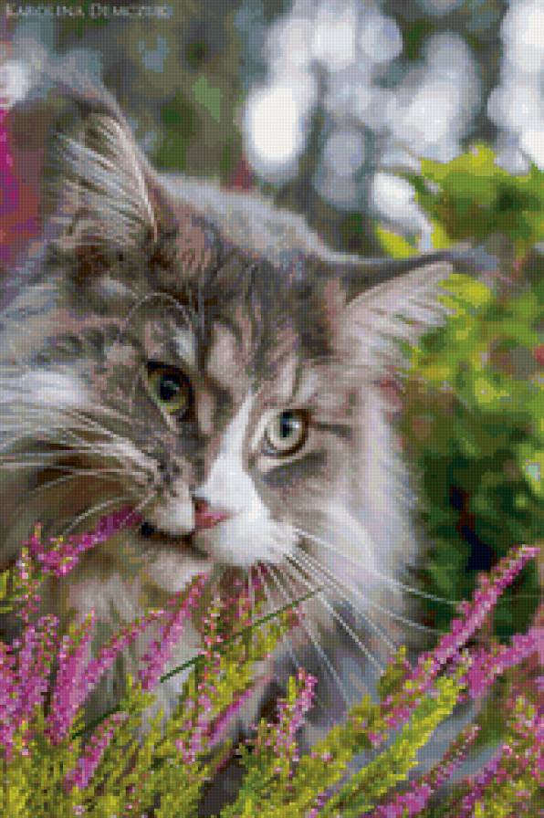 cat - предпросмотр