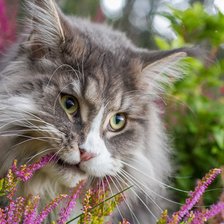 Схема вышивки «cat»