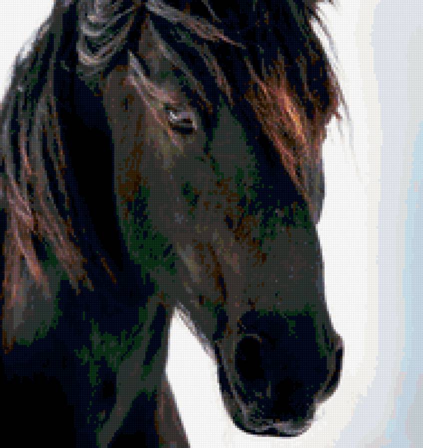 horse - предпросмотр