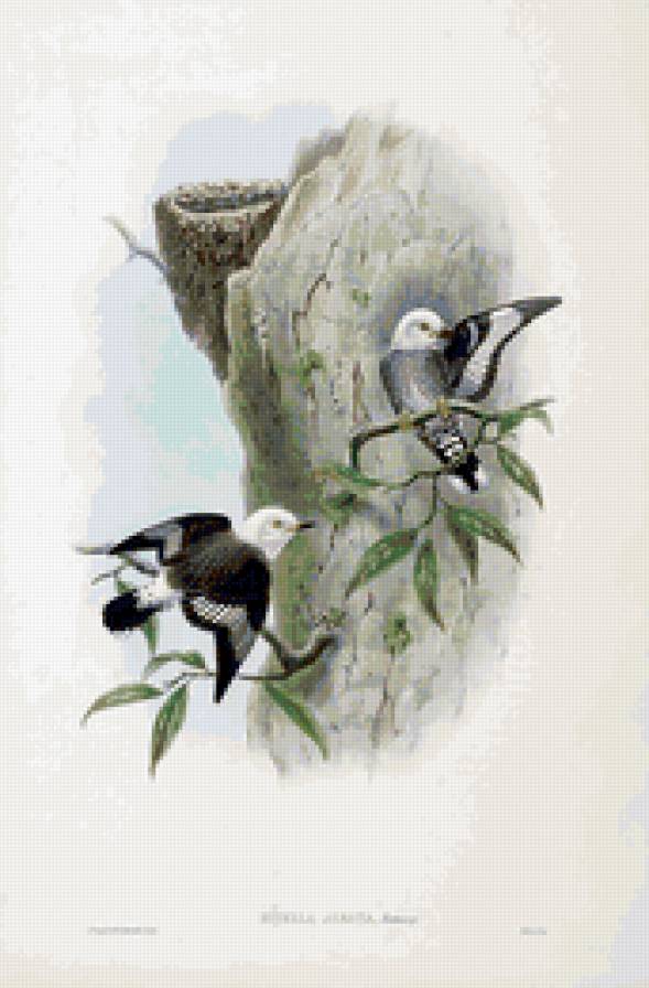 birds - предпросмотр