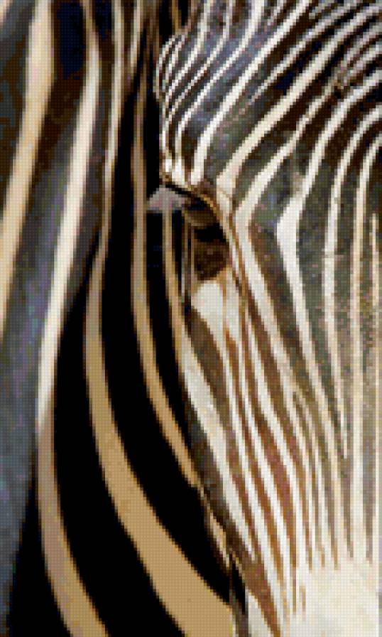 зебра - животные - предпросмотр