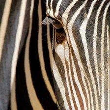 Схема вышивки «зебра»