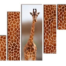 африканский жираф