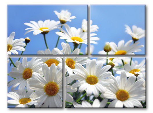 солнечные ромашки - модульная картина - оригинал