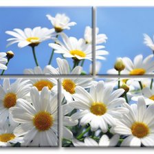 Схема вышивки «солнечные ромашки»