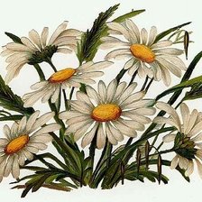 Схема вышивки «ромашки»