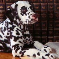 Схема вышивки «Далматин»