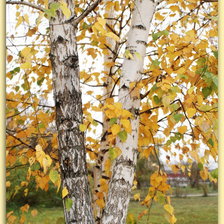 Схема вышивки «Березки»