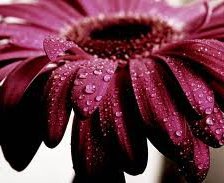 Схема вышивки «гербера»