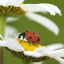 Схема вышивки «лето»
