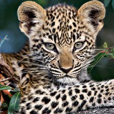 Схема вышивки «Тигрёнок»