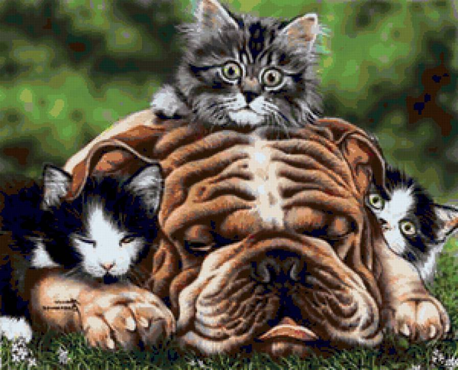 Вздремнул... - кот, пес, животные, собака, кошка - предпросмотр