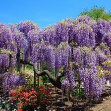 Схема вышивки «№149105»