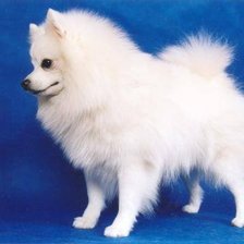 Схема вышивки «Собачка»