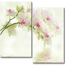 Схема вышивки «весенние орхидеи»