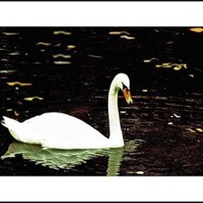 Схема вышивки «Лебедь»