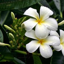 Схема вышивки «плюмерия»