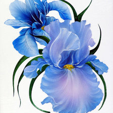 Схема вышивки «ирисы»